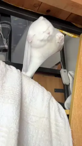 It’s about to break into a dish 🤣🤣#cutecat #funnycat #cats #fyp #foryou #funny #funnyvideos #cutecatsoftiktok #follower #followers😘thanku🙏🙏❤️❤️❤️ 