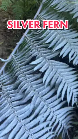 Also known as ‘Ponga’…. What an amazing fact. #silverfern #newzealand #nz 