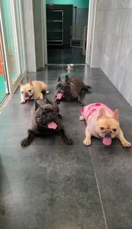 Hahhahahahaa,Summer specialties #french #frenchbulldog #frenchie #dogsoftiktok #dog #pet #bulldog #hot #foryou #foryoupage #funny #funnyvideos #fyp #viralvideo