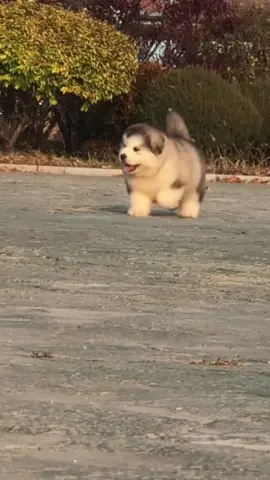 Những bước đi dễ thương của chú chó #dog #dogs #thucung #thucungvuinhon #xuhuong #xuhuongtiktok 