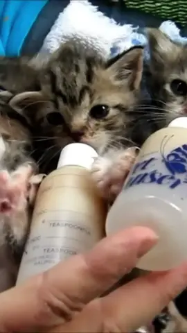Cute Kittens Eating 🥰❤️ Follow us on YouTube channel 👆👆👆 #kittens #cutekitten #cute #meow #kittensoftiktok #fypシ #f 
