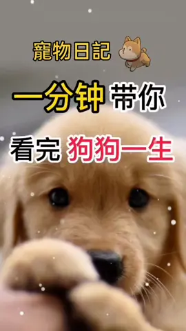 #寵物日記 #養狗 #狗 #養狗日常 #寵物 #愛狗 #家人#可愛 #熱門推薦 #熱門 