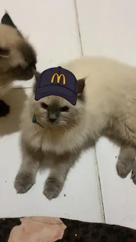 Hari ini tidak jualan🙏🏻staffnya lg badmood 🙏🏻🙏🏻