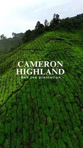 Boh tea plantation Cameron Highlands 🌱 #droneholic #dronecapture #cameronhighlandsmalaysia  #pahang #naturegram #tiktokmalaysia #foryoupage #fypシ 