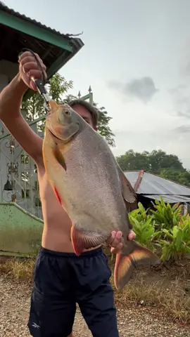 Membalas @28FEBRUARI  Part 2  Pinranha kolam akhirnya di taklukkan😅 6.7kg ,umpan jambu  #fishing  #fishingvideos  #fishinglife  #bawal #bawalpacu #ikanbesar #mancing #mancingikan #fyp #reels