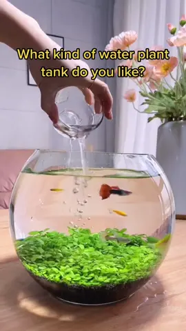 What kind of water plant tank do you like? Tell me in the comments section#foryou #foryoupage #fishtanks #fishtoks 