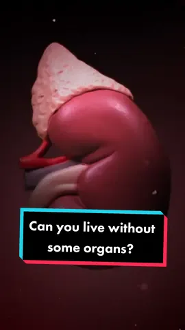 Can you live without some organs? #Science #biology #LearnOnTikTok 