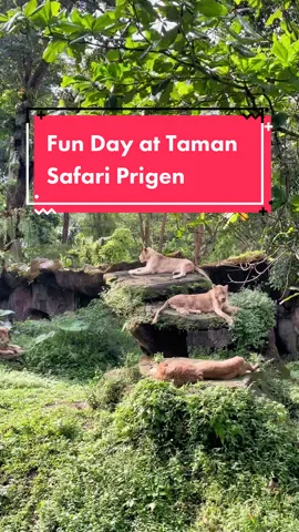 #fyp #staycation #staycationhematchallenge #tamansafari #tamansafariindonesia #tamansafariprigen #holiday #tempatwisata #tempatwisataprigen #prigen #prigenpasuruan #jawatimur 