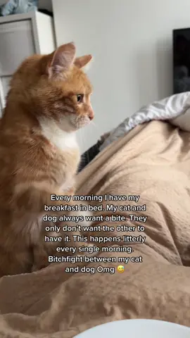Bitch fight between my cat and dog over my breakfast in bed #funnydog #funnycat #crazycat #toypoedel #foryou #fyp #cattok #PetsOfTikTok #toypoodle 