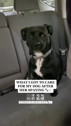 🐶🐾🤍@doggielawn #doggielawn #fyp #spayprocedure #spaying #spayrecovery #apartmentliving #afterspaysurgery #puppytok #dogtok 