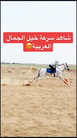#خيل_عربي_اصيل♥️♥️ #سرعة_الخيل #horse #السعودية #paidpartnershipwithtiktok  