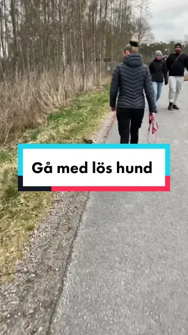 Vad tycker ni om lösa hundar? Litar ni på att hundägare har kontroll?😬 #hundarpåtiktok #hundträning #hundtränare 