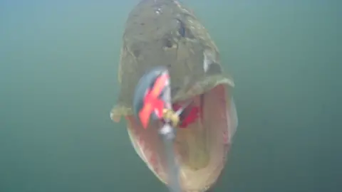 You win some. You loose some 🤡🥲#waterwolf #camera #pike #pikefishing #fish #fishing #underwatercamera #catch #viralvideo #viraltiktok #viral #video #fyp #fishtok #underwater #catchandrelease #lure #lurefishing #water 