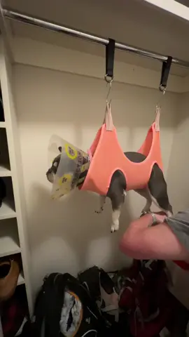 We tried your suggestions. Here are the results… 🥜 #Frenchie #dogsoftiktok 