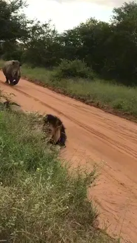 2 lions get surprised #lion #wildlife 