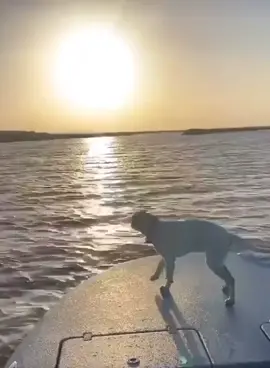 This video of the sunset didnt go as planned  #dogsoftiktok #boatlife #sunset 