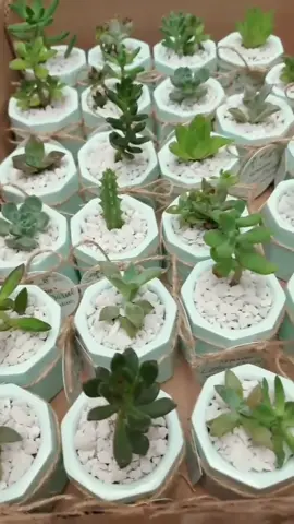 Suculentas mini para recuerdo de bautizo 👶 🤍 #fyp #foryou #recuerdos #recuerdospersonalizados #bautizo #eventos  #suculentas #suculovers #regalavida🌵 #hechoamano #gdl 