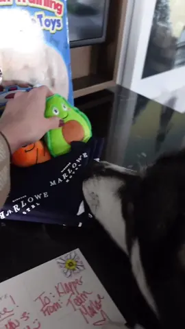 A bit different from our everyday content but we had such an amazing staycation for my birthday this weekend at the @kimpton 🥰  #huskies #dogsvideo #talkinghusky #husklife #dogsoftiktok #husky #huskiesoftiktok #dogsoftiktok #Vlog 
