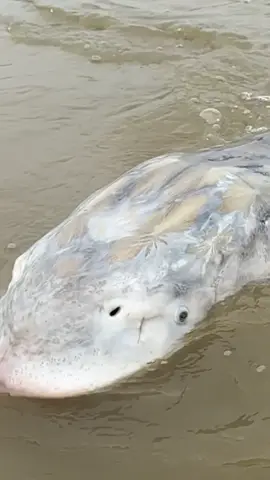 What an amaizng sight 🤩 #beautiful #fish #swimming #fishwithyves #fraserriver #sturgeon #fishing #guidelife 