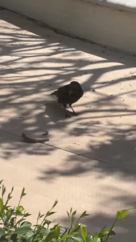 Red Herring 📽 by @doctorazo Southern alligator lizard decoys itself out of a tight spot Not all lizards can drop their tails when push comes to shove, but the ones that can possess one of the natural world's most incredible get out of jail free cards. Just like a warplane evading enemy missile lock by deploying a salvo of flares, the sacrificial tail-drop gives the target a chance to escape while the hunter is distracted by its mesmerizing wiggle. This process, known as autotomy, is only possible due to three special adaptations: Specialized vertebrae and connective tissue, known as fracture planes or autotomy planes, are made up of weakened zones of connective tissue that run through the vertebrae and allow the tail to easily break off when the lizard is under stress or in danger. When a lizard “detects missile lock” and decides to “drop flares” it contracts special muscles around the autotomy planes. These contractions cause the tail to break off along the predetermined fracture planes, with minimal damage to the surrounding tissue. These first 2 adaptations would be negated completely if the lizard were to bleed out moments after releasing countermeasures, and the third adaptation addresses this by automatically constricting the blood vessels around the breakage point to keep said bleeding to a minimum. As for regeneration of the dropped tail, while most lizards are capable of regrowth in the tail region, the appendage that replaces the original is not the same. Instead of vertebrae, the lizard's new tail uses cartilage, and the tail may be shorter and move differently than the stock one. In some species, autotomy is possible with a regenerated tail, but the breakage points in the new tail may not be as clearly defined, which could make a clean break on the second go around more difficult. Also, the regenerated tail might not move independently of the body in the same way, which might not distract the would-be predator from the main course. Imagine yourself being attacked by an unspecified predator. Which part of your body would you sacrifice and leave behind in order to deliver you from certain death? #natureismetal #keepnaturemetal