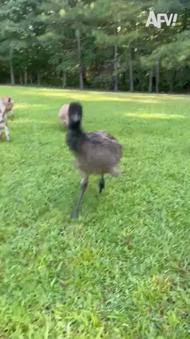 He heard someone needed car insurance #emu #bird #wildlife #funnyvideos #animals #afv 