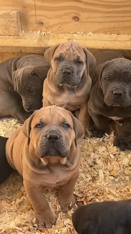 6 week old South African Boerboel puppies #boerboel #southafricanboerboel #southafricanmastiff #mastiff #fyp #explore #puppies 