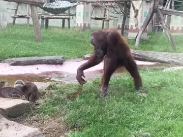usil banget sih#TikTokHewanLucu #animals #MonkeyFunnyVideos #hewanunik #storytime #VideoHewanLucu #VideoBinatangLucu #monkey #animaltv #CuteMonkeyVideos 