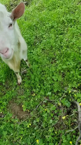 non gli piace il limone 🍋 #perte #ecumuiamu #saverioriccelli 