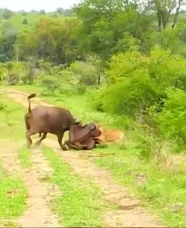 #wildlife #wildanimals #movieclips #kids #tiktok #fypage #