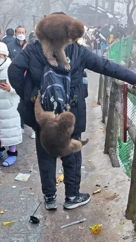 These two monkeys are not very annoying