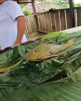 Eating Exotic Amazon River Fish 🇪🇨 #pilgartexplores #pilgartexploresecuador #pilgartexplorestiktok #pilgartexploresyoutube #ecuador #ecuador🇪🇨 #ecuadorfood #ecuadorianfood #comidaecuatoriana #ecuadorstreetfood #exoticfood #exoticfoods #amazonfood #amazonriverfish #amazonriver #amazonjungle #amazonia #amazonia_ecuador #savetheamazon #visitecuador #ecuadortravel #ecuadorturistico #ecuadorturismo #travelamazon #ecuadorviral #tiktoktravel #tiktikfood #tiktokfoodie #tiktokfish #tiktokecuador #tiktokviral #travelvlog #travelvlogger 