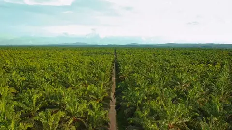 motoran × drone di tengah perkebunan kelapa sawit hasil ?? #fyp #fypシ #aesthetics  #aesthetic #cinematic #cinematography 