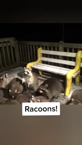 From @canada.gov.ca James Blackwood lives in Churchville, Nova Scotia - a rural area in Pictou County just outside of New Glasgow.  He began feeding the raccoons on his property after his wife passed away in 2003. She had been feeding the raccoons since the 90's and Blackwood says that before she died, she asked that he continue to feed them. So he did. Blackwood is a retired RCMP officer. He says he started to attempt to monetize the videos on YouTube back in 2011, but wasn't getting a ton of views or seeing any money. But on an ordinary Tuesday evening, after uploading a video of himself feeding raccoons, something he does every single day (lol), that changed. His 'mobbed by raccoons' video has since hit 32M views. His channel has well over half a million subscribers, with total video views over 50M. Pretty crazy! Blackwood says he is 'no longer retired' because feeding the raccoons and uploading the videos has turned into a full-time job. Good thing, too, since he claims to spend over $4000/month on food for the raccoons. hahaha WHAT. So what is he feeding them? Ohhh you know, traditional Nova Scotian dishes like Hamburger Helper, Kraft Dinner, and A1 pizza from Pictou. (Donated by the pizzeria, apparently.) He also feeds them grapes, but apparently the raccoons only like red grapes and have no appetite for the green ones. Curious! He says they weigh between 30 and 60 lbs and it's not uncommon for 25-30 of them to show up at a time. I don't know exactly how much money James Blackwood is making off this whole endeavour - but does anyone have a guess? I read somewhere that you can make up to $6000 USD per million views on YouTube - is it possible he's made over $250,000 CAD on that one video? Someone please enlighten me in the comments... Anyway, it's not all without controversy. Many advise against feeding wildlife so there's no shortage of people trying to dissuade James Blackwood from doing this, but whatever you do, don't try this in the comments of his videos! He's got some loyal fans who will come after you if you try to get in between the Raccoon Whisperer and his raccoons!