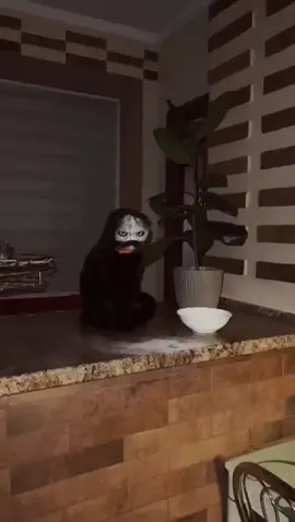 👻 #oddlyterrifying #cat #scary #foryou 