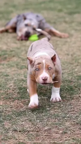 It's What We Do 😊 #Dopeness #KingsleyCali2 @dogmandave 🐾🐾 We Don't Find Homes for new Dogs...We Match Perfect Homes for Perfect Pups 😊 www.Burlesonbullies.com 🐾🐾 #BurlesonBullies #GotTex #FckSloppy 