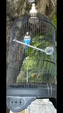 FIGHTER BETINA AWAN BIRU STATUS BAHAN TOP 40 dtk Jangan semangat tetap sambat 📞https://wa.me/6288229542757 🏠KOTA SEMARANG 2C44+36G Barusari, Kota Semarang, Jawa Tengah FB : hendro hendro IG : Kost_sf #lovebird #lovebirdmania #lovebirdindonesia #ngekekpanjang #ngekekmania #ngekek #betinadurasi #lovebirdngekekpanjang #lovebirdsinglefighter #singlefighter ##singlefighterfreedom #kicaumania #lovebirdngekekpanjang #lovebirdsinglefighter #lovebirdmania #lovebird #lovebird #fypシ 