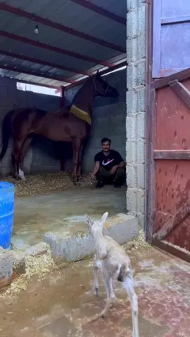 ماشاء الله 🤎. #الريم #اكسبلور #خيل_عربي_اصيل #برق_الشهلاء #مربط_الشلاش #explore #حايلنا
