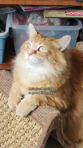 Sometimes you just gotta take a moment and watch the birds 🐦✨ #catsoftiktok #foryourpage 