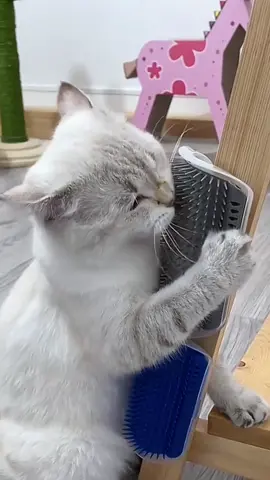 Why i lost control …#pet #cat #catsoftiktok #funny #cute #uk #foryou