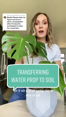 Replying to @ohhellotiffany Transferring your houseplant from a water propagation to soil can be overwhelming, but here are some tips that have worked for me so far. Please know that I am not an expert so do your own research! Remember if you lose a leaf or two don’t stress.  Transfer your plant into well draining soil because those roots are going to need plenty of oxygen. Keep it moist for the first few weeks. Remember it’s been living in water all this time. I keep mine in the same lighting conditions that it’s been growing in while in water, you don’t want to shock the plant too much all at once. Lastly, talk to her and tell her how beautiful and strong she is. That never hurts. 😉🌱#houseplants #plantlover #planttips #plantnutrition #houseplantfertilizer #hydroponics #leca #planthealth #healthyroots #monsteradeliciosa #monstera #waterpropagation #indoorplants #plantcare #leca #watertosoilpropagation 
