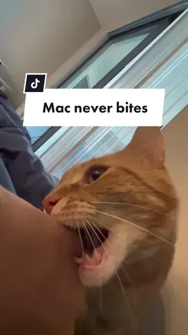 its the truth🤡 #orangecatsoftiktok #macattack #catsoftiktok #cattok #whereismacaroni #cats #orangecattok #macaronithecat #orangetabby #orangetabbycat 