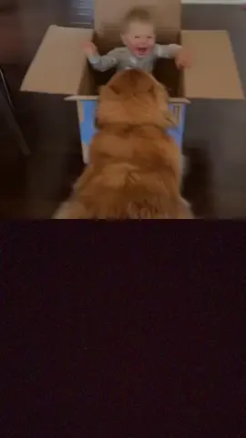 #duet with @eshalion #fyp #animalsoftiktok #animalsascending 