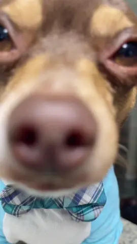 ME VEO MUY TROMPON 🐕🐾📲 🤣  #😂 #Humor #Mascotas #DogsOfTiktok #fyp #LasMascotasDeLiz #FIRULAIS🐕 #lizvall10 