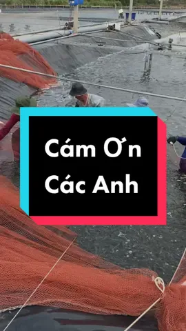 Cám ơn các anh, những người kéo tôm. Những người đi khuya đi sớm, mỗi khi hộ nuôi tôm cần là các anh tới #duaconmientay #mientay #nuoitom #nuoitomcongnghecao #nuoitomtrenaolotbat 