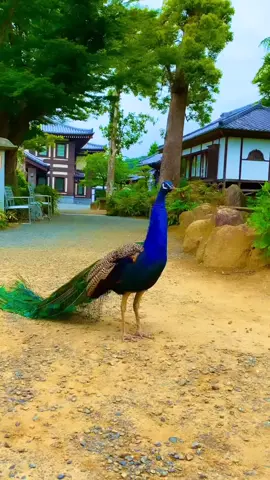 #beautifulplace #foryou #virulvideo #virulvideo❤️❤️ #himal #himalayan #fybシ #fybシviral #fybシ #pahada #mayur #dafe #beautifulbird 
