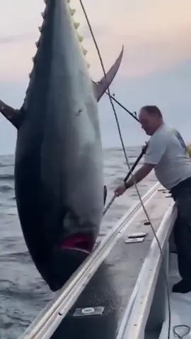 I caught a giant tuna! It was an incredible experience to battle such a powerful fish. The tuna was almost as big as me and kept me on my toes for almost an hour. But it was worth it - the meat was wonderfully tender and delicious. I'm really proud of my catch and will cherish this adventure for a long time.