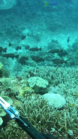 Coral trouts galore 🤯 #fyp #spearfishing #fishing 