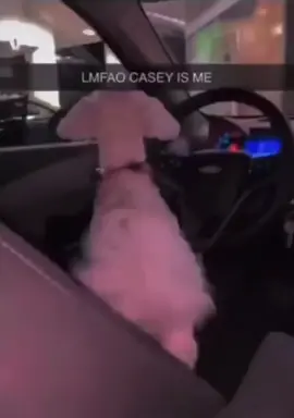 Mày im coi…#xuhuong#xuhuongtiktok#entertainment#giaitri#dog#dogentertainment#giaitrimoingay#tiktokviral#giaitrimoingay❤️❤️❤️  