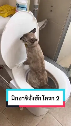 ฮาจิฝึกนั่งชักโครก ภาคสอง 💁🏻‍♀️💕 ระหว่างฝึกเป็นไงบ้างมาดูกัน 😱💩 #CapCut #hungryhaji #hajicat8 #catsoftiktok #ฝึกแมว #ฝึกแมวนั่งชักโครก #สวนสัตว์tiktok #สอนแมว 