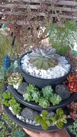 Fazendo um Arranjo Cascata.. 🤗  #suculentas #arranjosdecorativos #passoapasso #plantas #foryoupage 